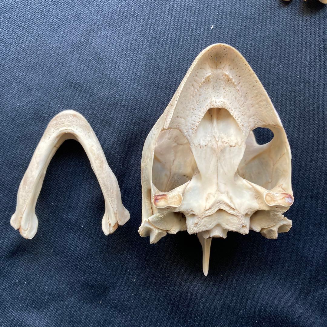 ウミガメの頭骨、頸椎他