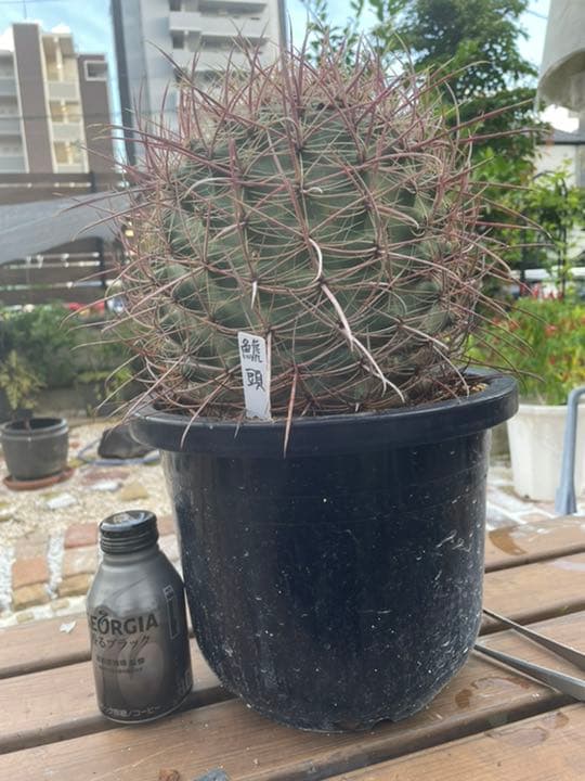 秦基博&横浜ベイスターズ コラボユニフォーム 秦 基博、横浜スタジアム