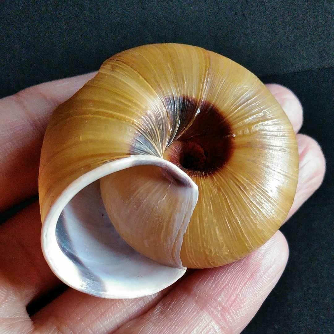 骨格 標本 カタツムリ 殻 大型 50mm - メルカリ