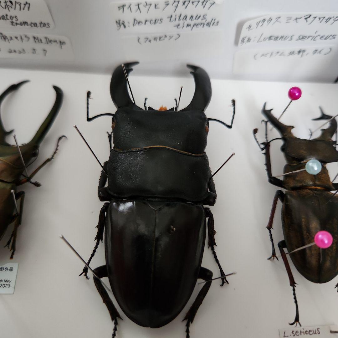 昆虫標本(クワガタ), 8種類