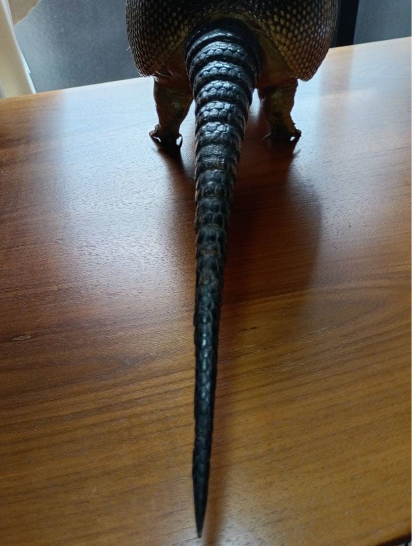 ココノオビアルマジロ 剥製 ワシントン条約 ・日本国内法（種の保存法