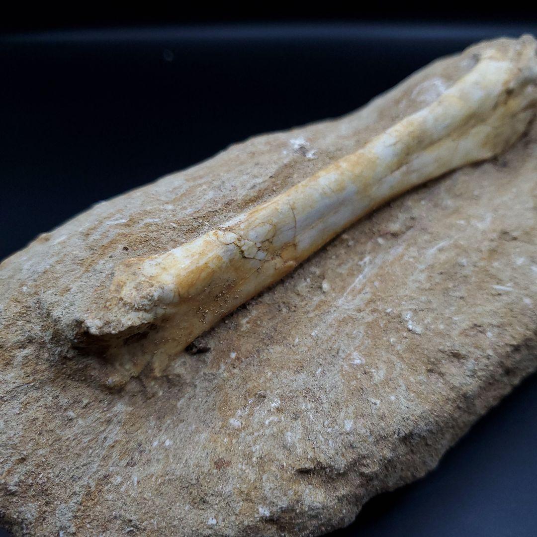 希少 翼竜 アルシオーネ 骨 化石 本物 モロッコ産 190.47mm yk3