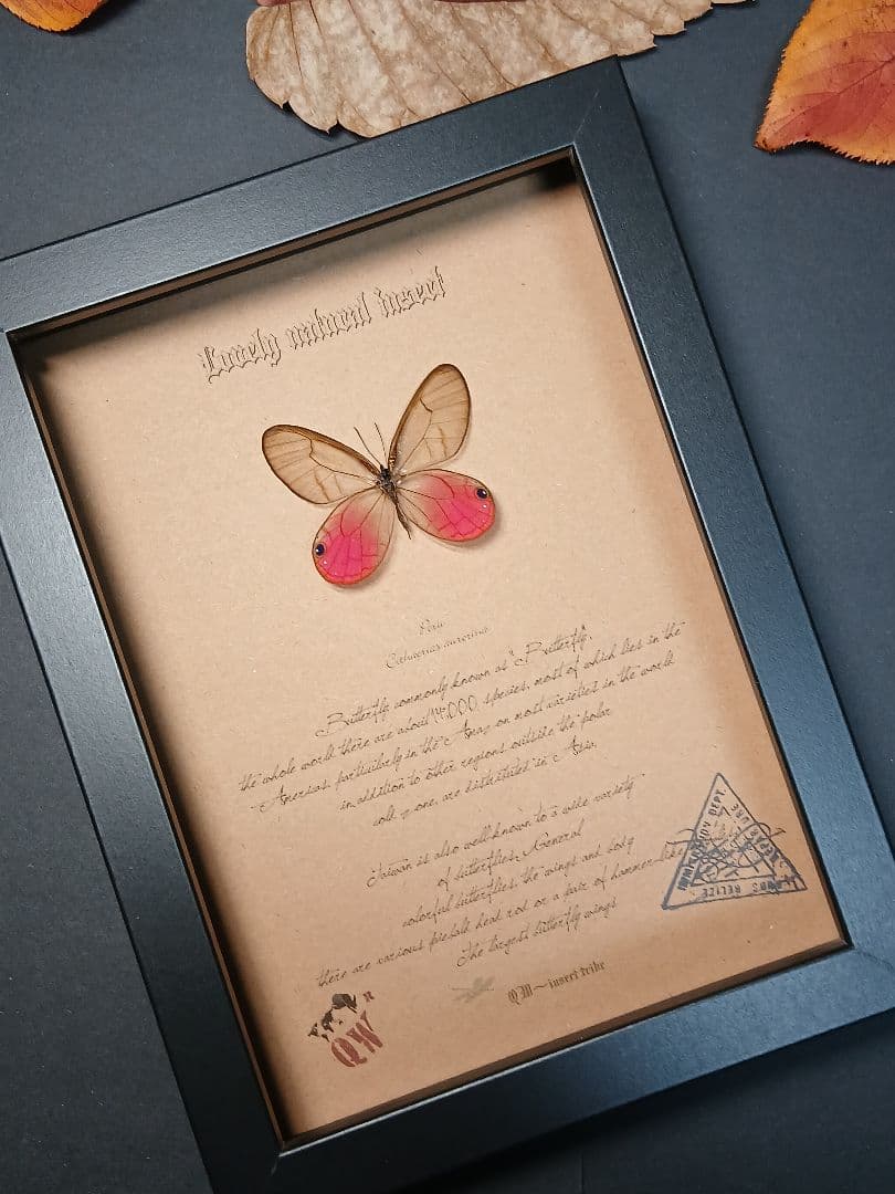 アマゾン原生熱帯雨林昆虫標本アート｜一点物・オリジナル作品