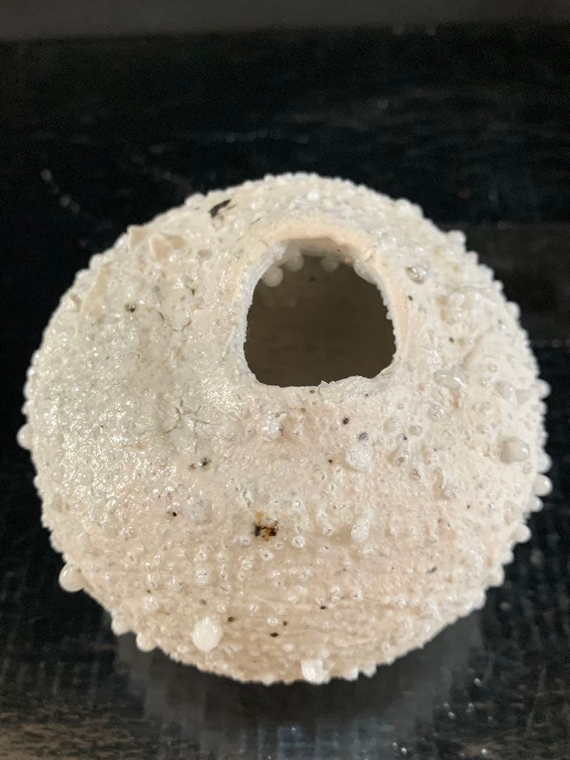 辻村史朗　白信楽小壺　B