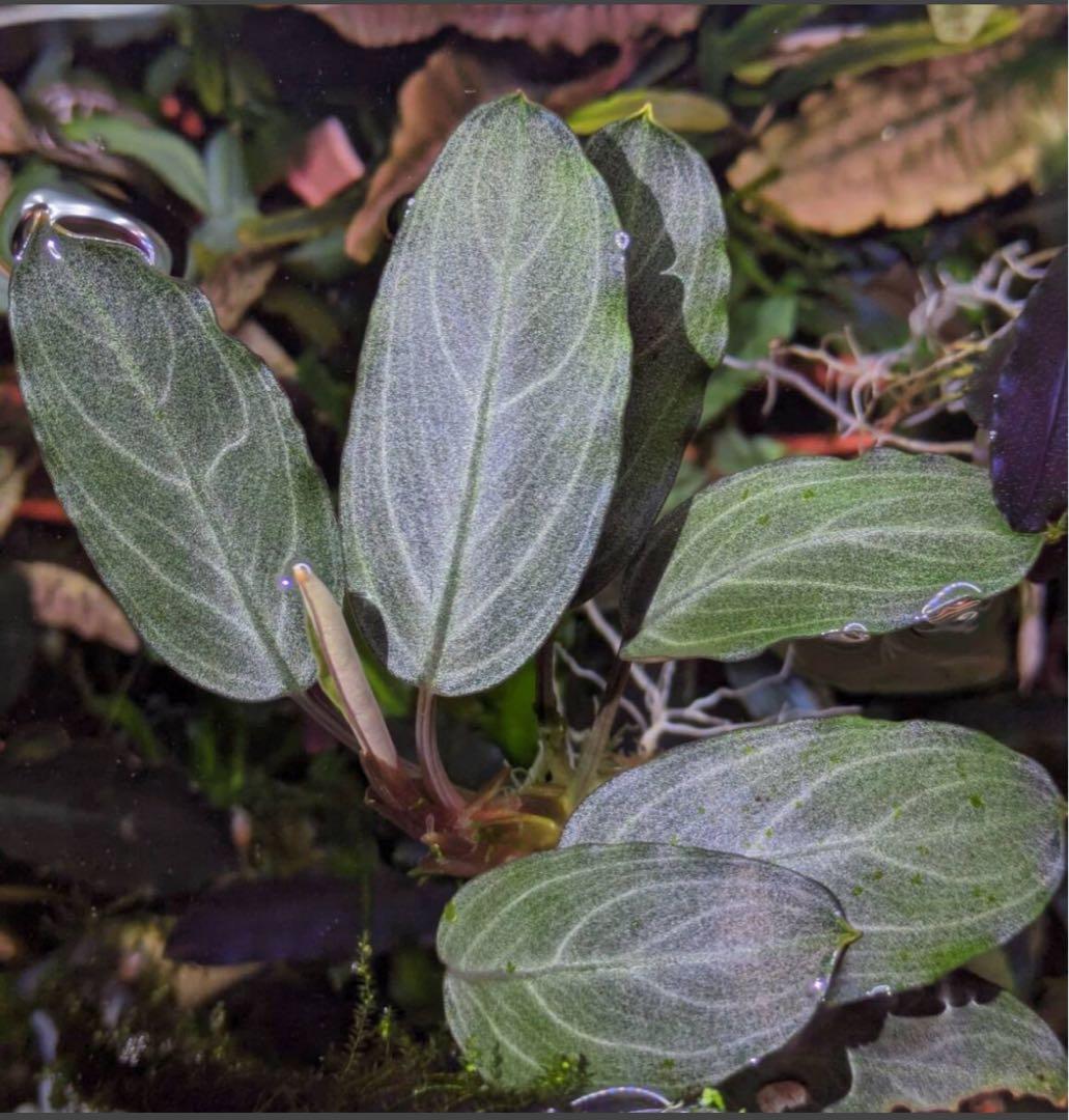 ブセファランドラ　PG