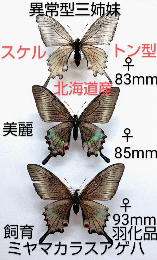 ☆ミヤマカラスアゲハ☆超異常型三姉妹 標本★北海道日本産★飼育羽化品 ミヤマカラスアゲハ超異常型三姉妹 標本☆北海道日本産☆飼育羽化