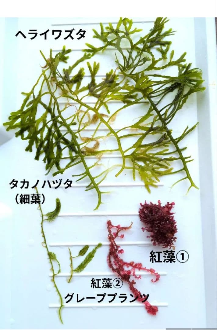 海藻 & 紅藻 セット 4種類 - メルカリ