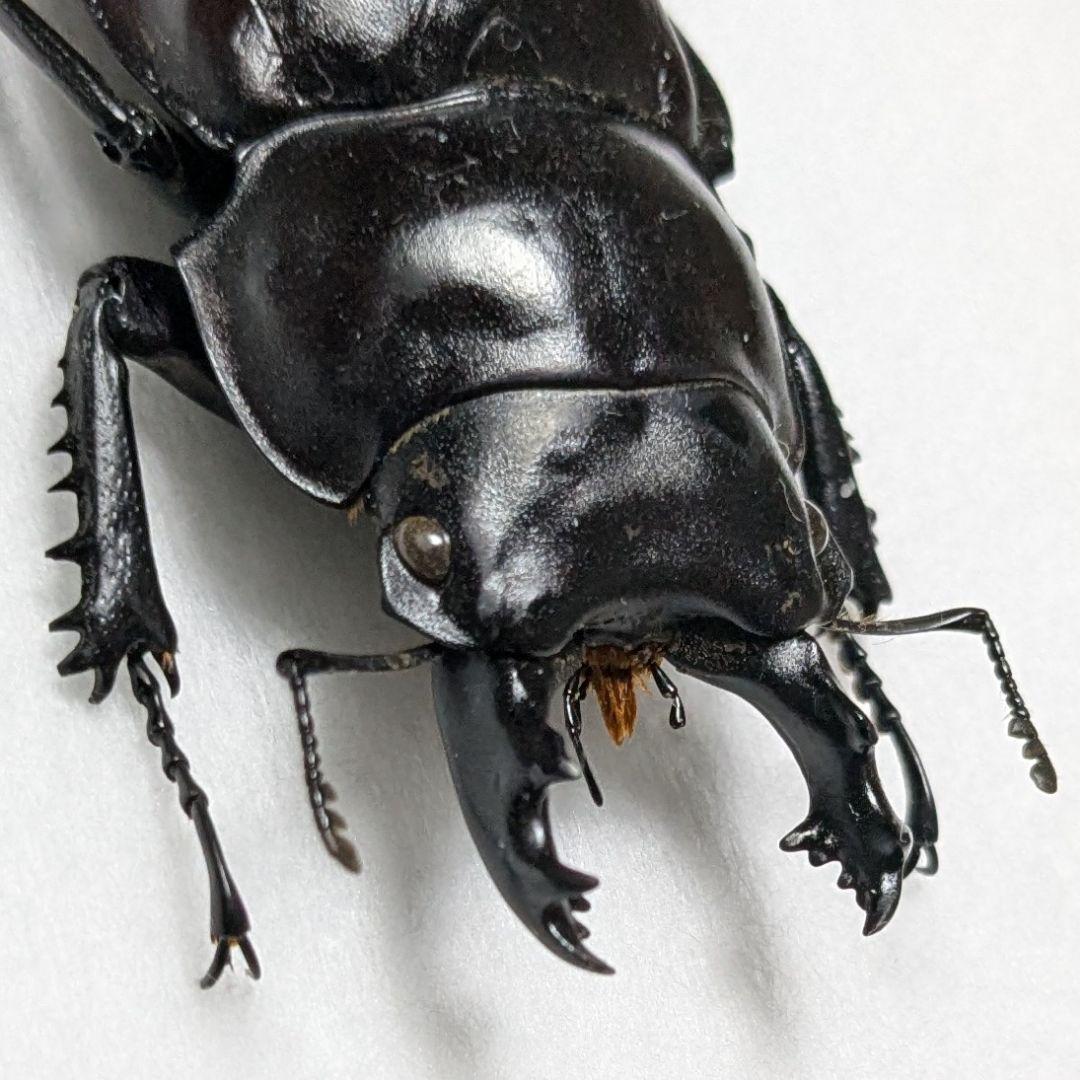 標本 規制前野外品 石垣島ヤエヤママルバネクワガタ♂ 56.2mm