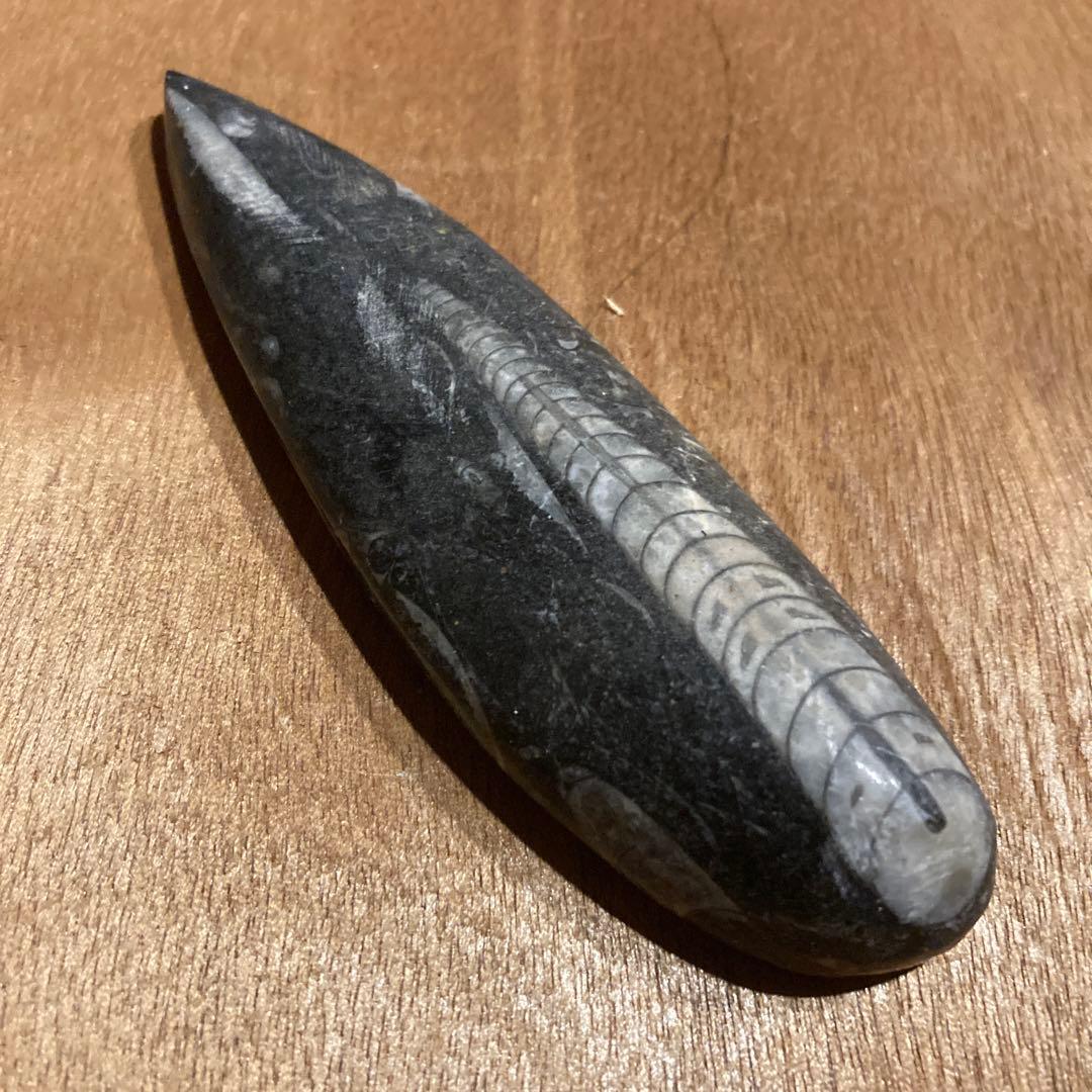 オルソセラスの化石のオブジェ