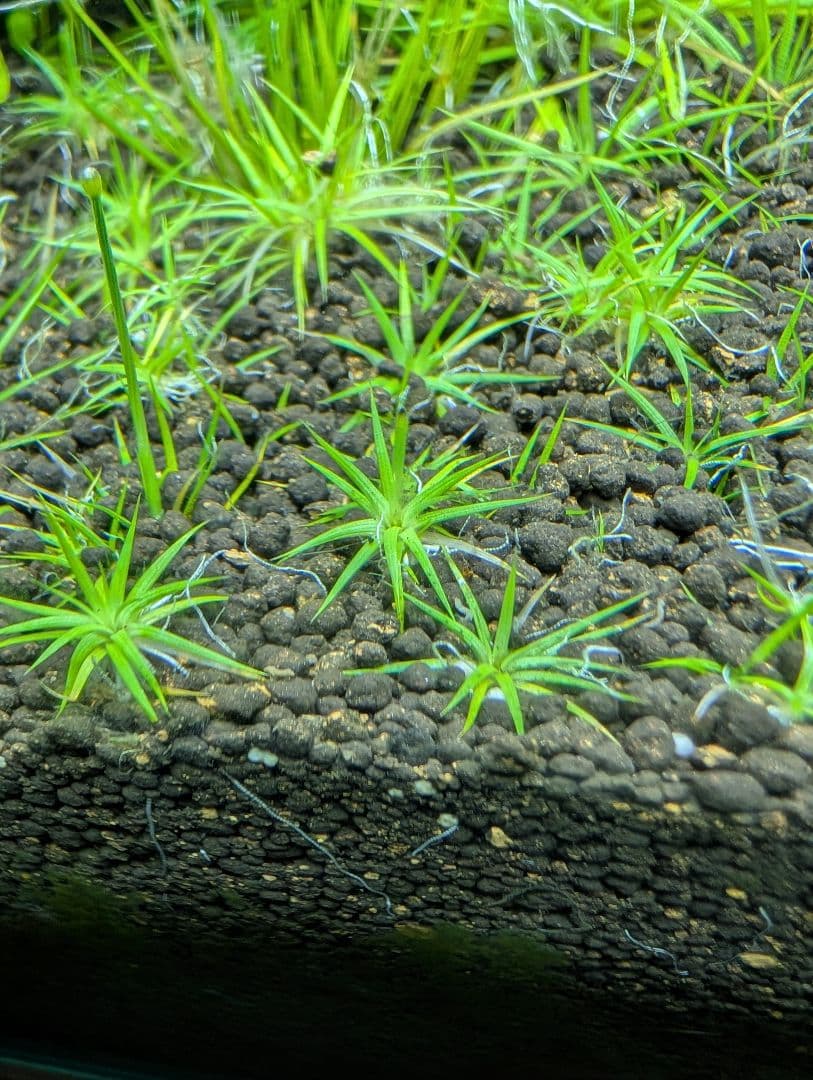 郵送 ホシクサ ポラリス水中葉子株1株 水草 ADA 水槽 - メルカリ