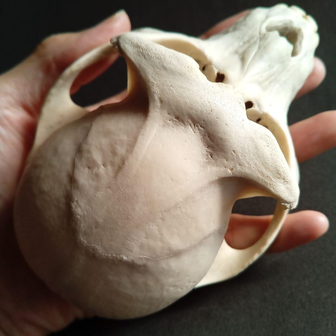 骨格標本 頭骨 ニホンザル 霊長類 スカル