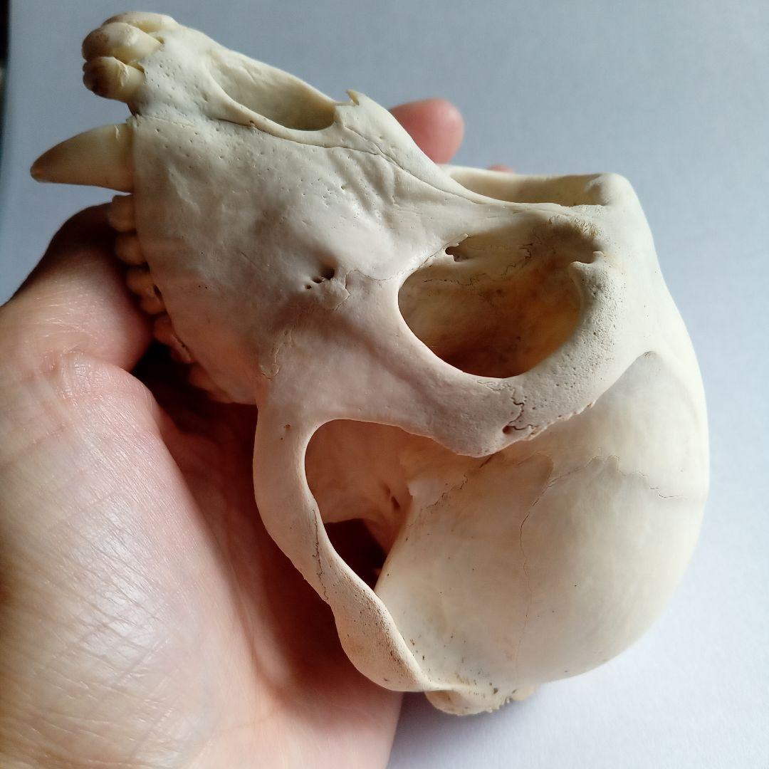 骨格標本 頭骨 ニホンザル 霊長類 スカル