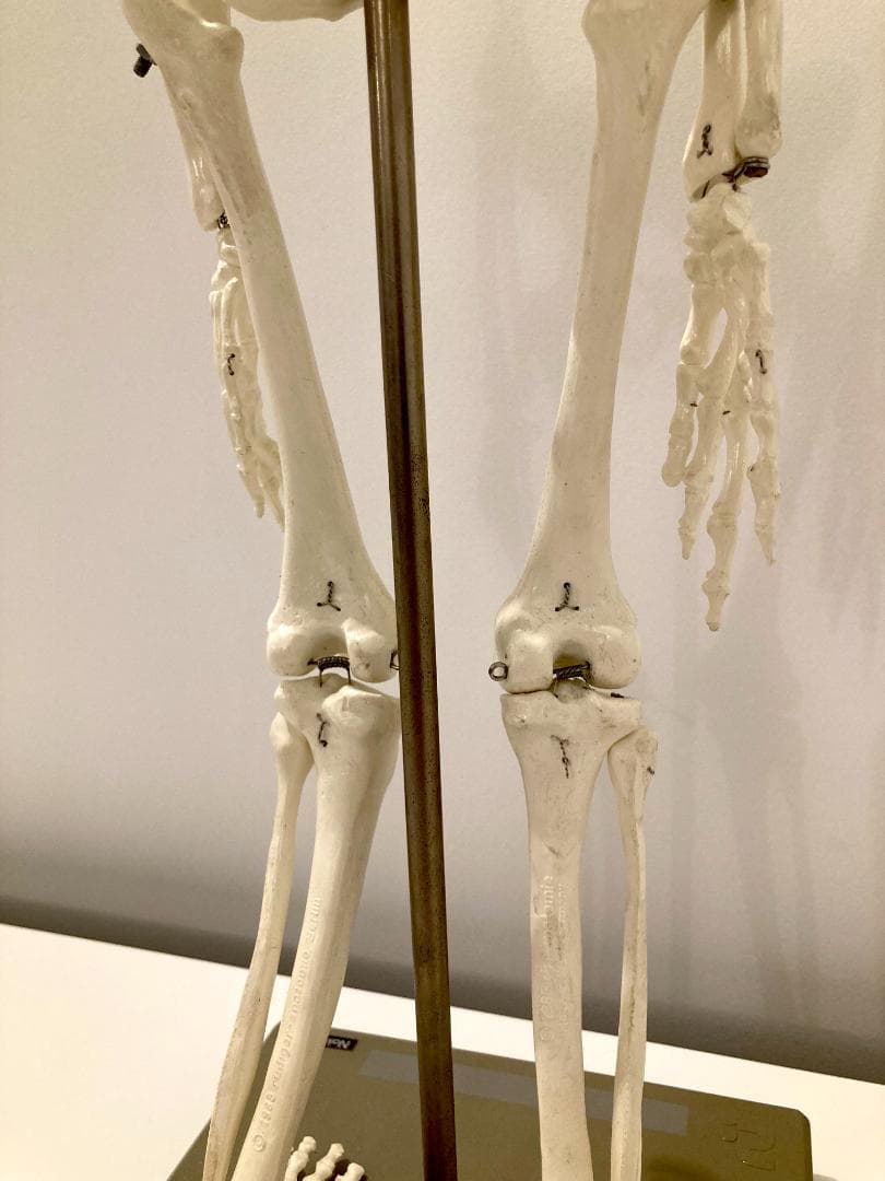 ドイツ rudiger anatomie リュディガー アナトミー社製 骨格模型