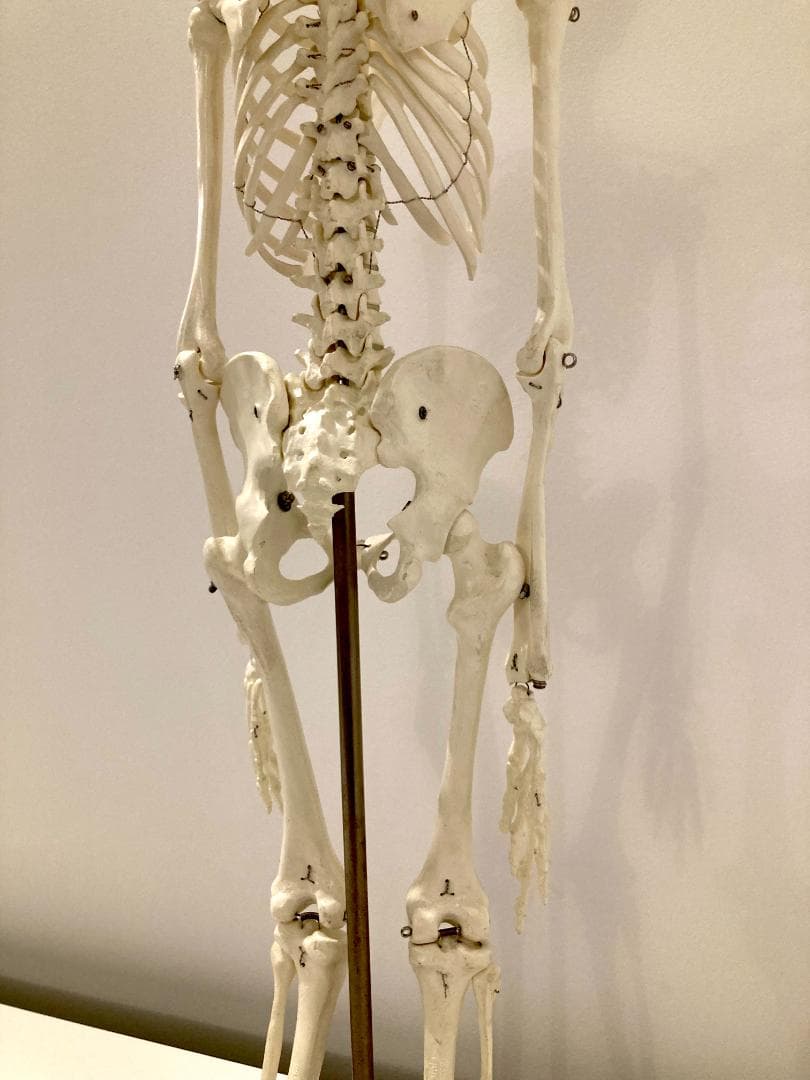 ドイツ rudiger anatomie リュディガー アナトミー社製 骨格模型