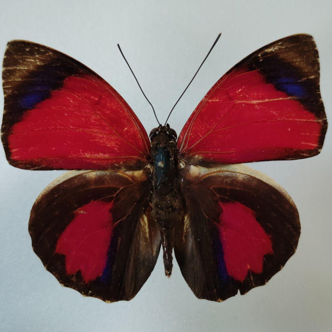 ミイロタテハ アグリアス 蝶標本 希少