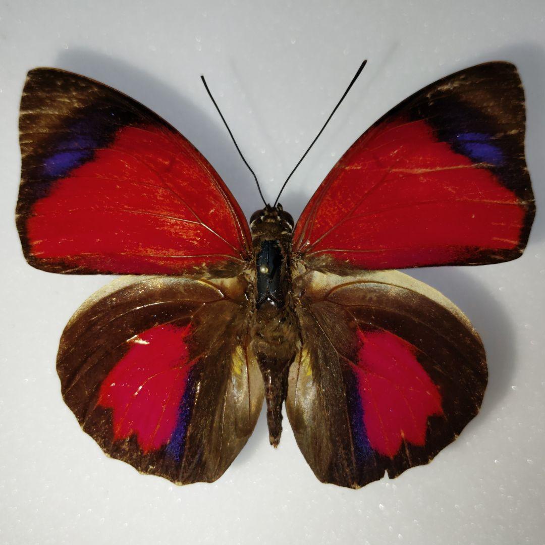 ミイロタテハ アグリアス 蝶標本 希少