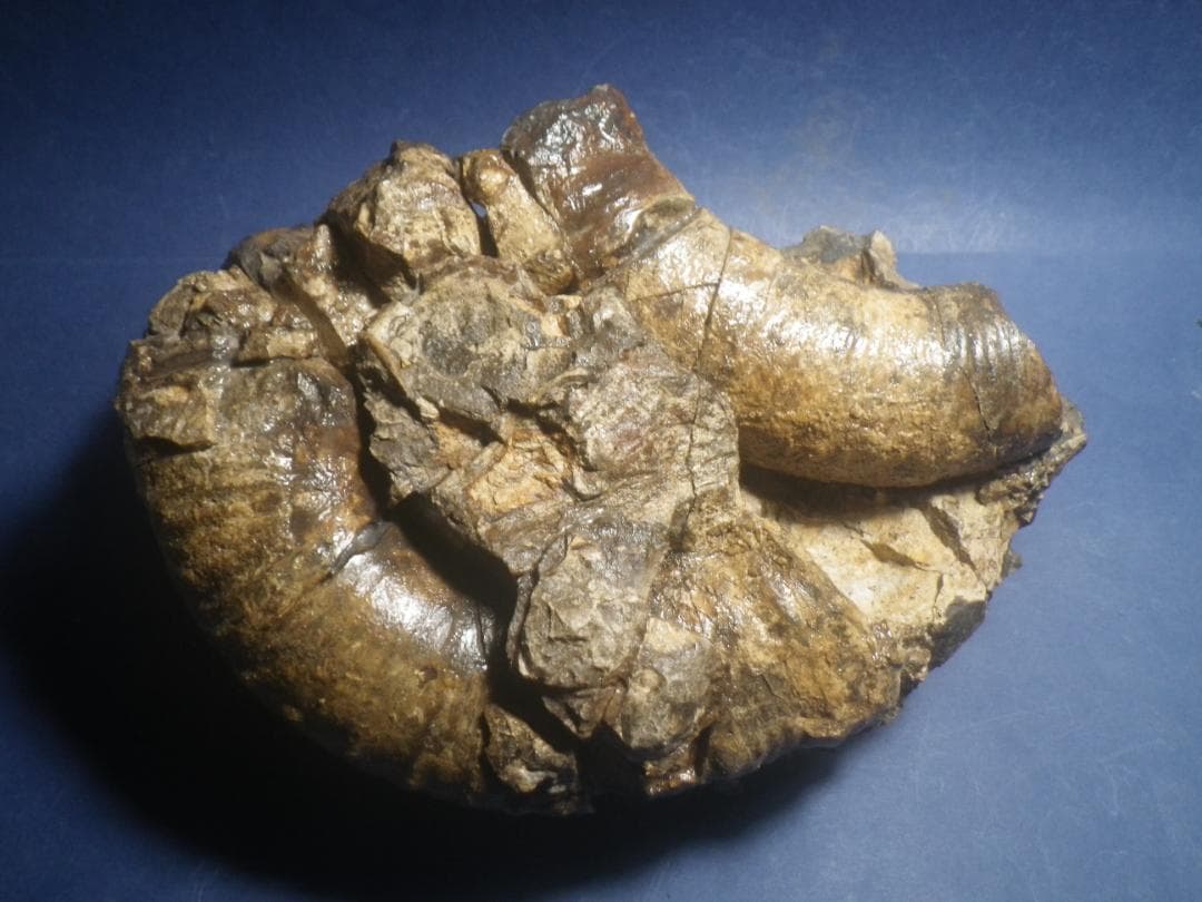 国産化石 異常巻 251012－1