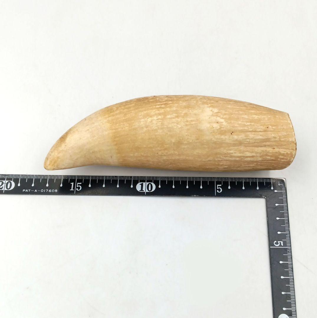 マッコウクジラ 歯 鯨歯 特大 422g 印材や工芸品の素材などに