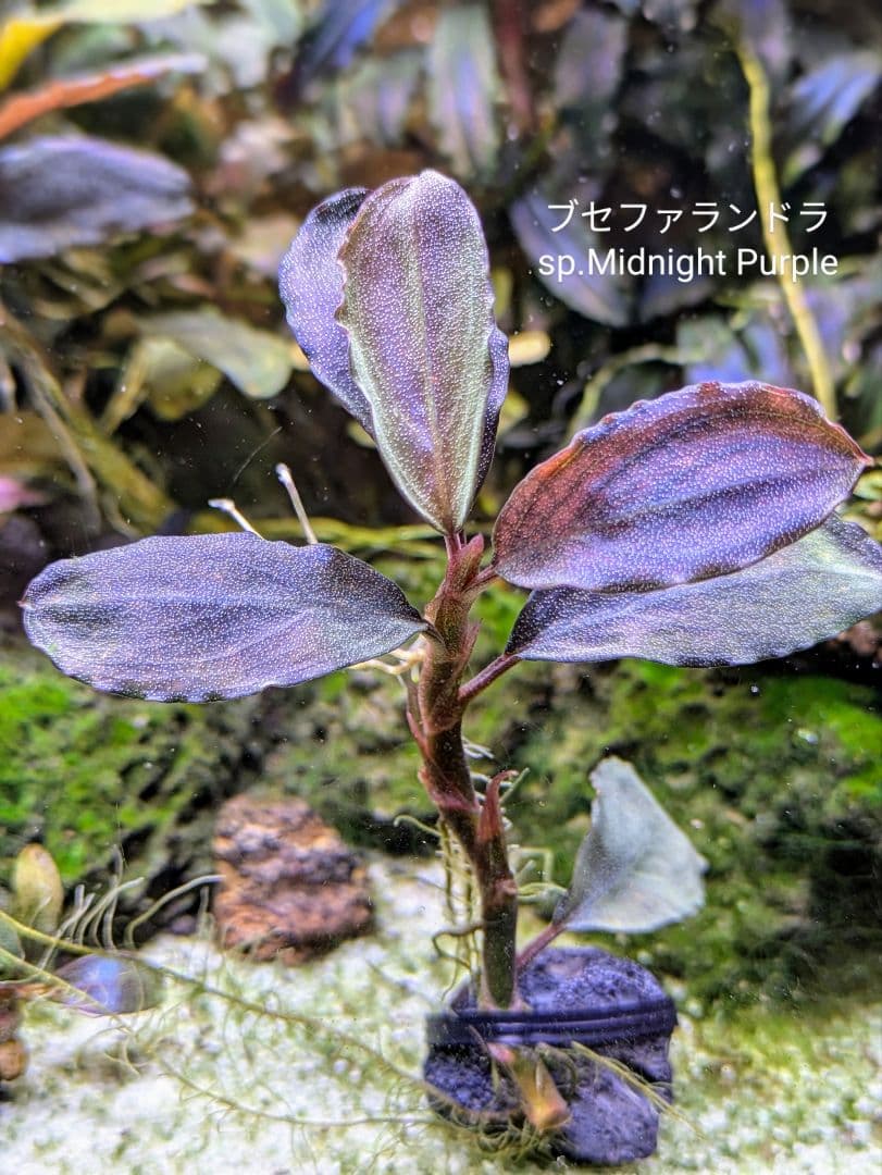 ブセファランドラsp.Midnight Purple（ミッドナイトパープル