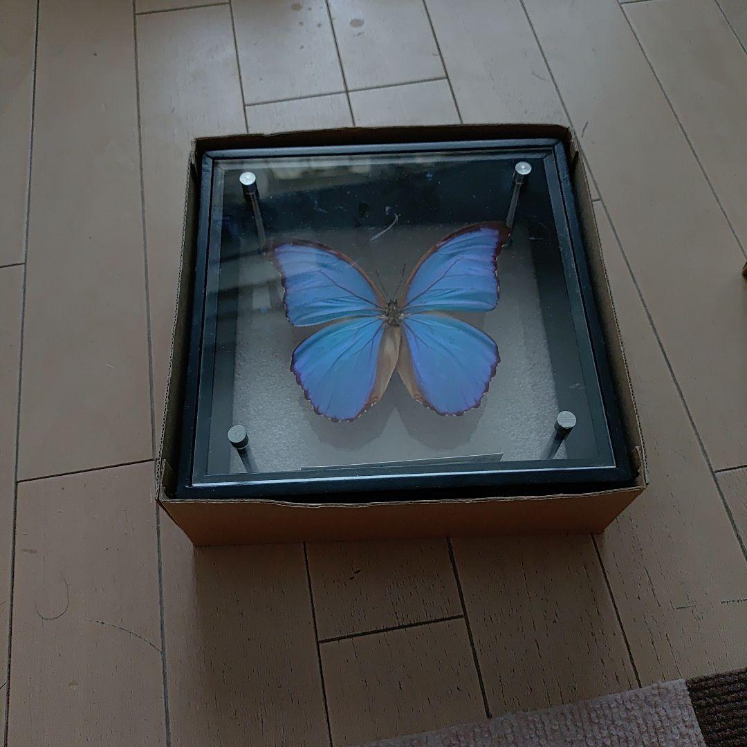 外国産蛾標本クジャクヤママユ spini 蝶標本貴重な野外品