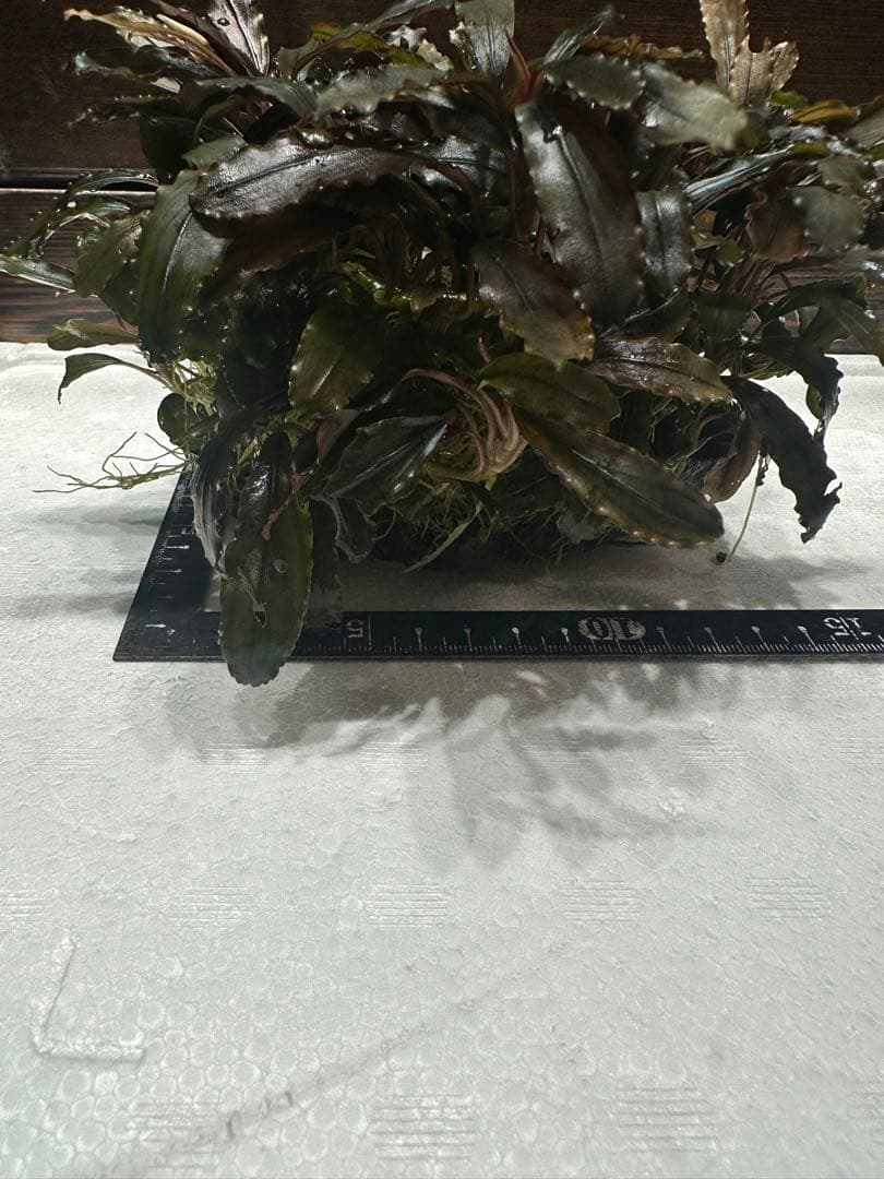 つ*ね様 ブセファランドラ クアラクアヤン タイプ II 大株 石付き