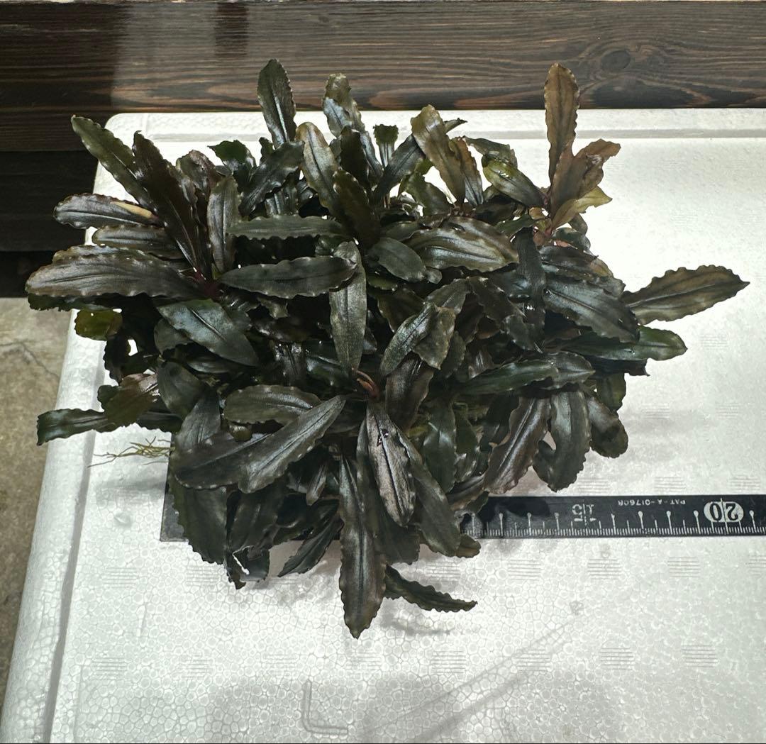 つ*ね様 ブセファランドラ クアラクアヤン タイプ II 大株 石付き