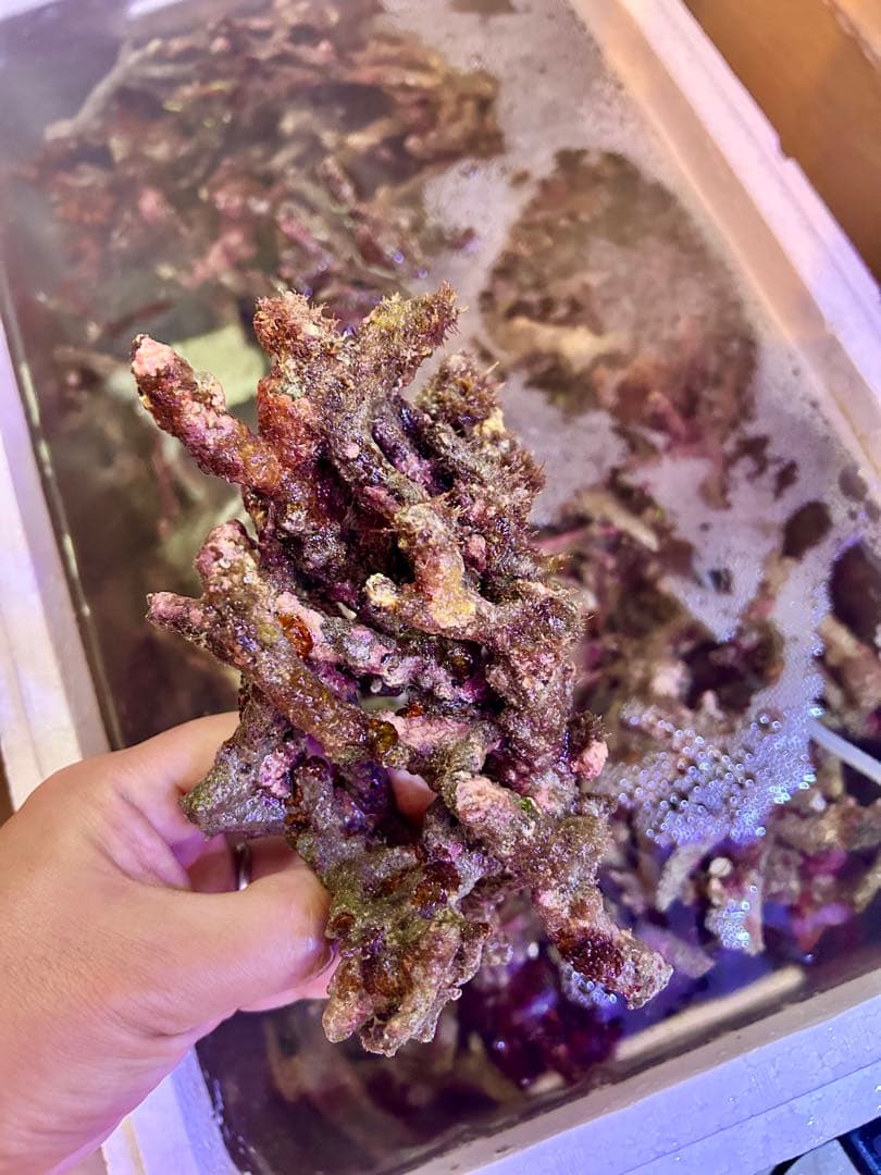 ライブロック Sグレード　3.0kg 枝状