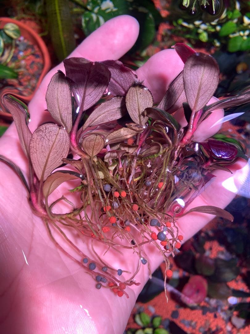 ブセファランドラ モンスターキング 大群生株