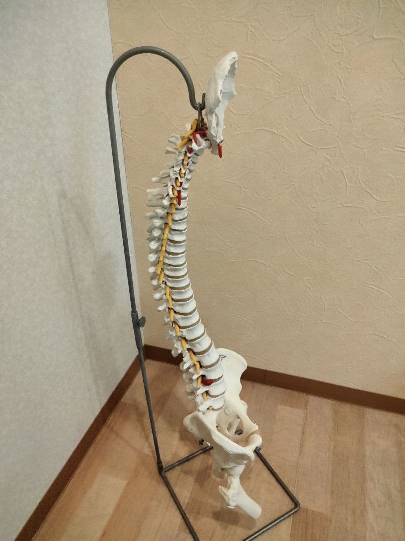 スタンド付 脊椎模型 注文 人体模型 骨格標本 骨盤 鍼灸 カイロ 整体