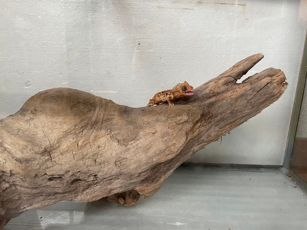 超大型　☆アクアリウム　生花　テラリウム 爬虫類　天然流木 ホーンウッド　⭐︎
