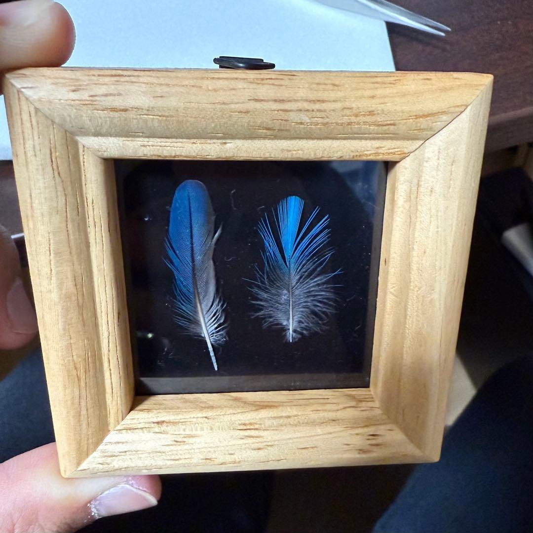 天然 カワセミの羽 野鳥 羽根 鳥の羽根 ミニ額縁入り 2枚セット