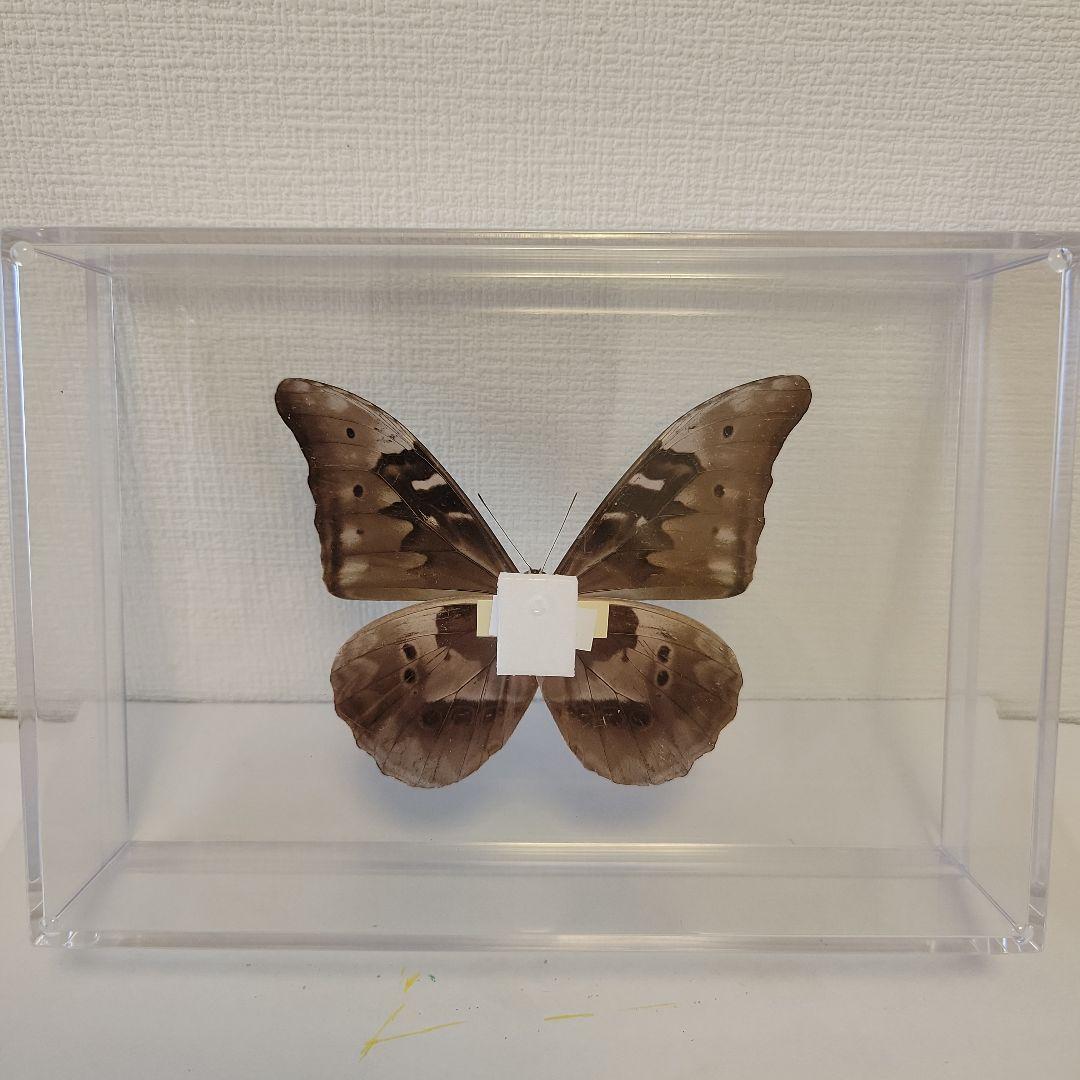 蝶の標本　ブルーモルフォの世界(珍)大型