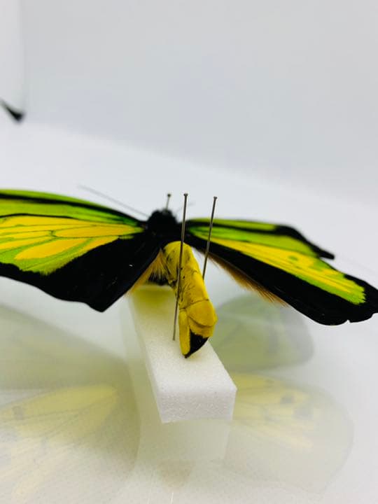 ゴライアストリバネアゲハ♂ インドネシア・マルク諸島セラム島産 蝶