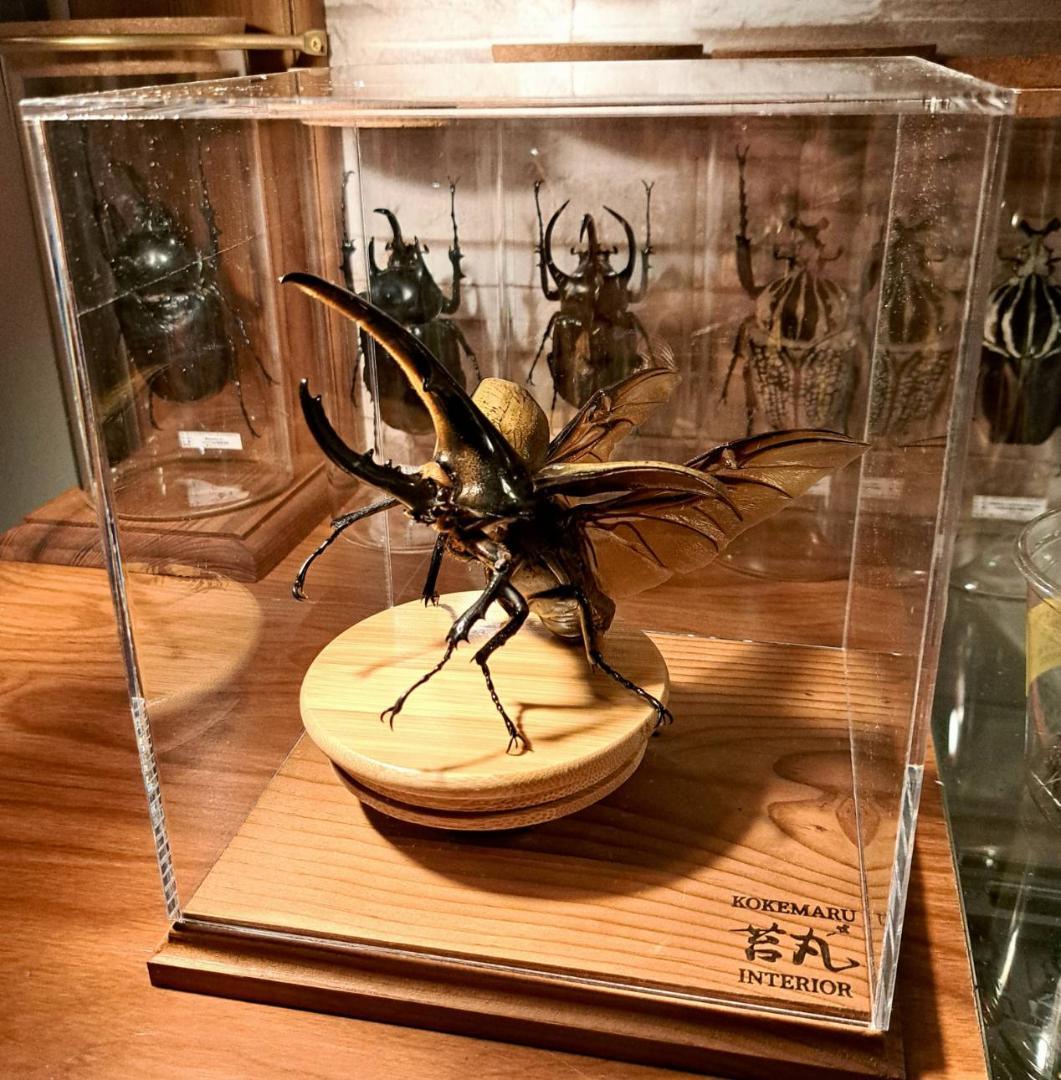 ショーケース】150×150×180 ※アクリル製ケース、無垢材土台 ショーケース】