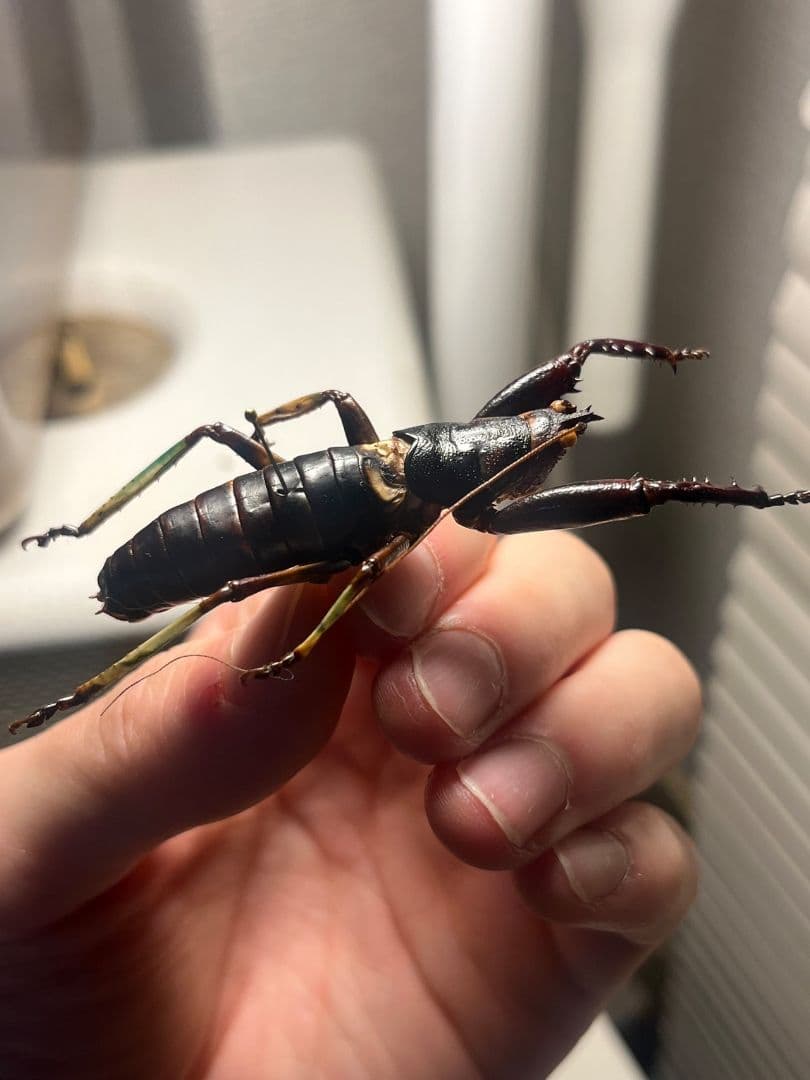 【美脚♂】マッチョキリギリス コロギス リオック　標本