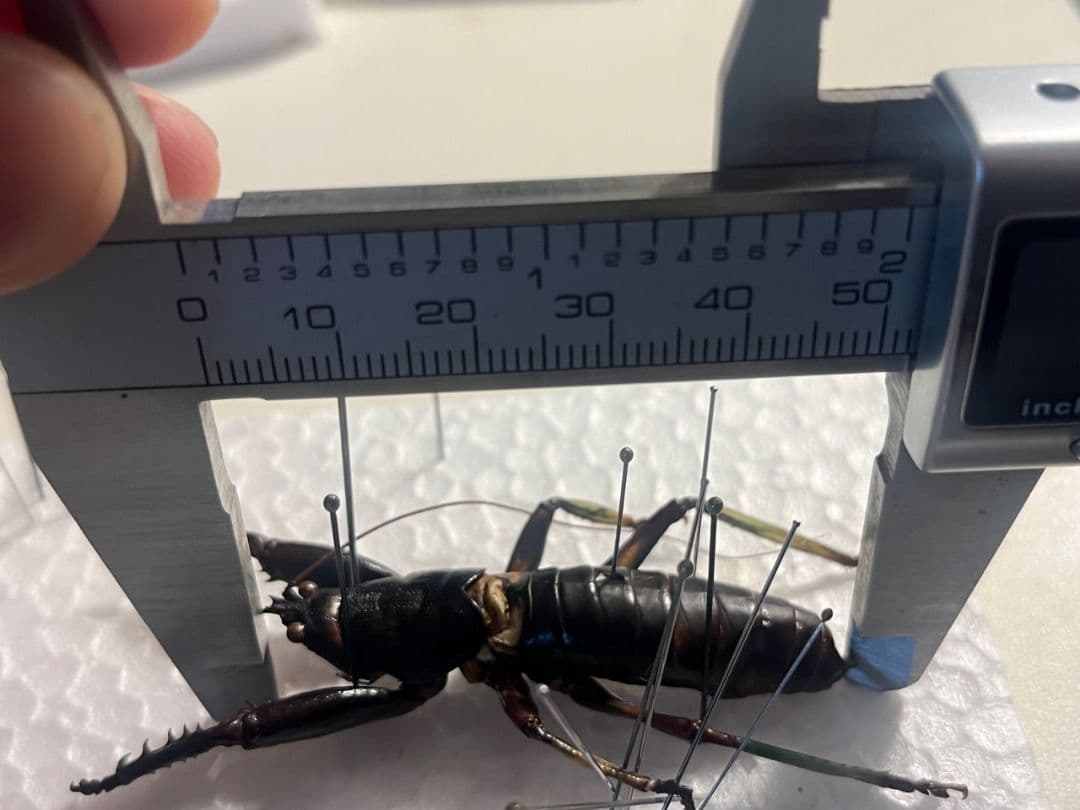 【美脚♂】マッチョキリギリス コロギス リオック　標本