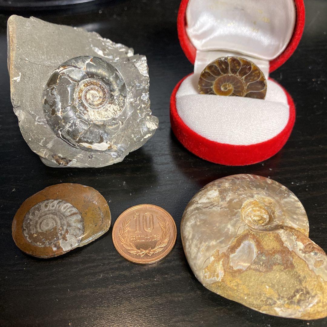 アンモナイトセット　化石 アンモナイト化石 2点セット 化石セット アンモナイト アンモナイト