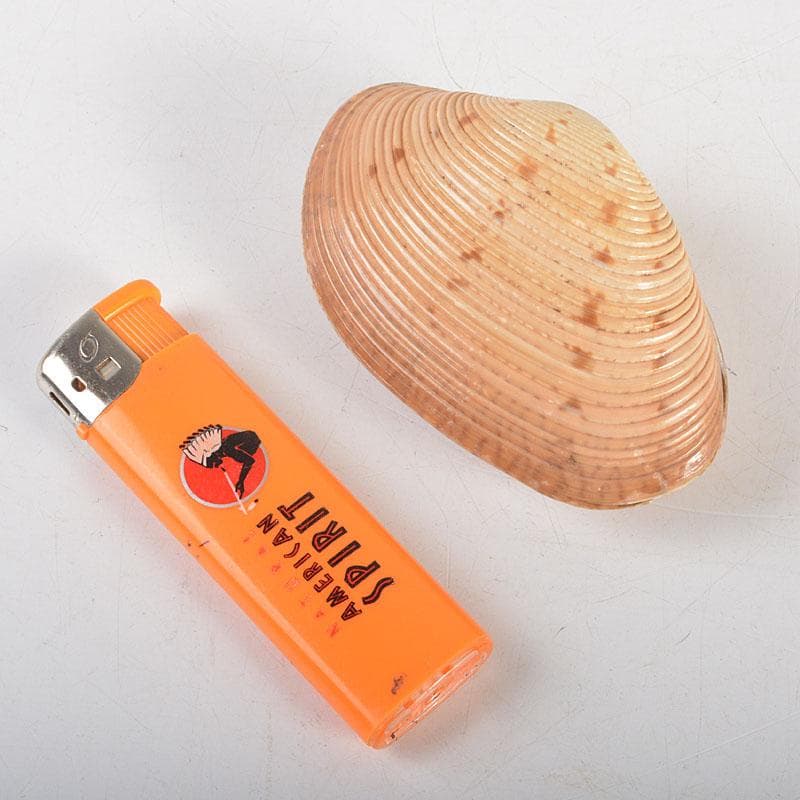 茶道具　正孝作　御所車絵　貝合わせ香合　堀内宗完(兼中斎)極め箱　C　6739