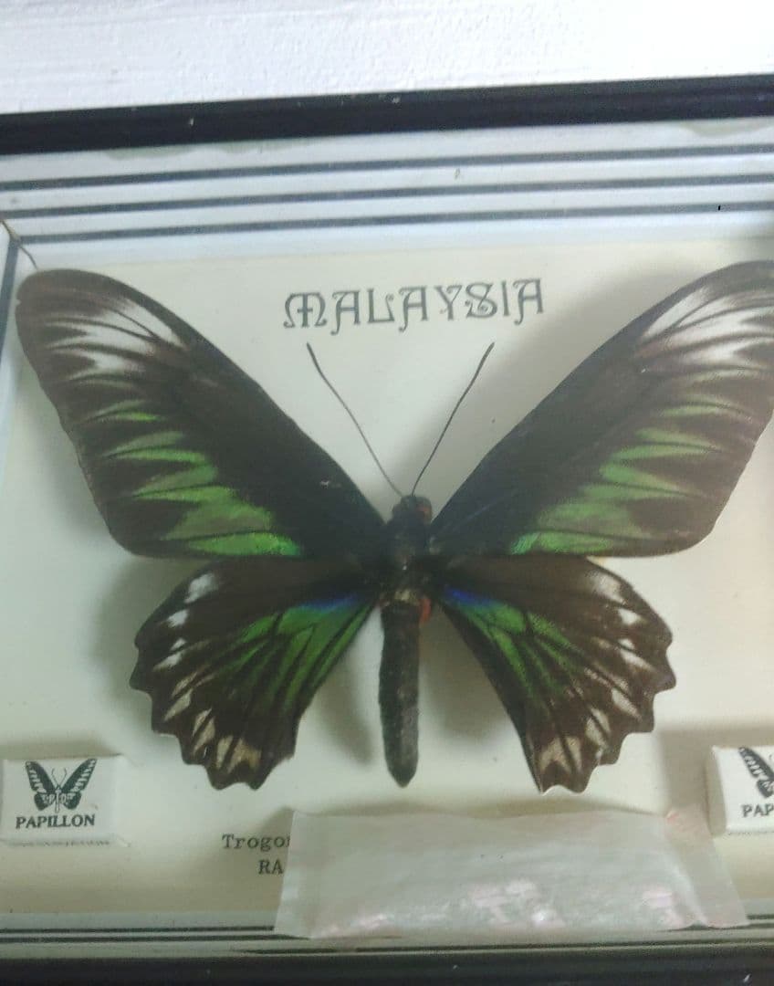 蝶　標本　モルフォ蝶　ツバメガ　アケボノアゲハ　その他まとめて　エ上