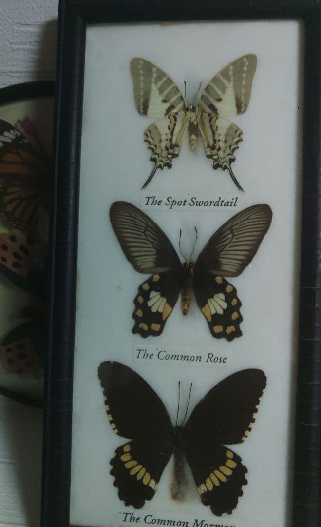 蝶　標本　モルフォ蝶　ツバメガ　アケボノアゲハ　その他まとめて　エ上