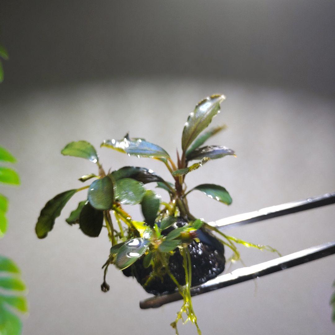 ブセファランドラ sp. Ghost 2011 Kalimantan （3株