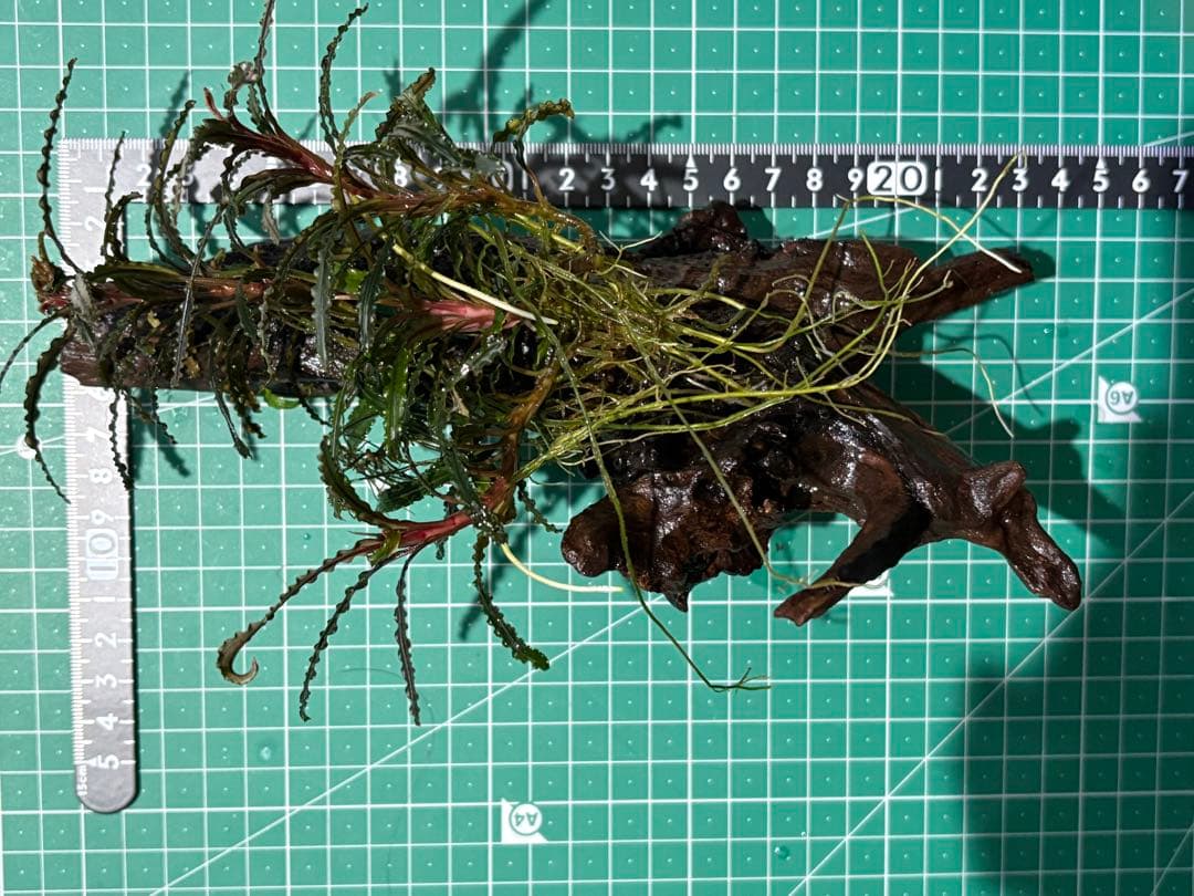 水中葉】ブセファランドラ sp.Black Wave【流木付き】