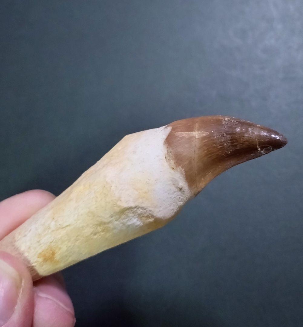 お買い得本物】モロッコ産モササウルスの歯歯根付3本セット約9cm×3