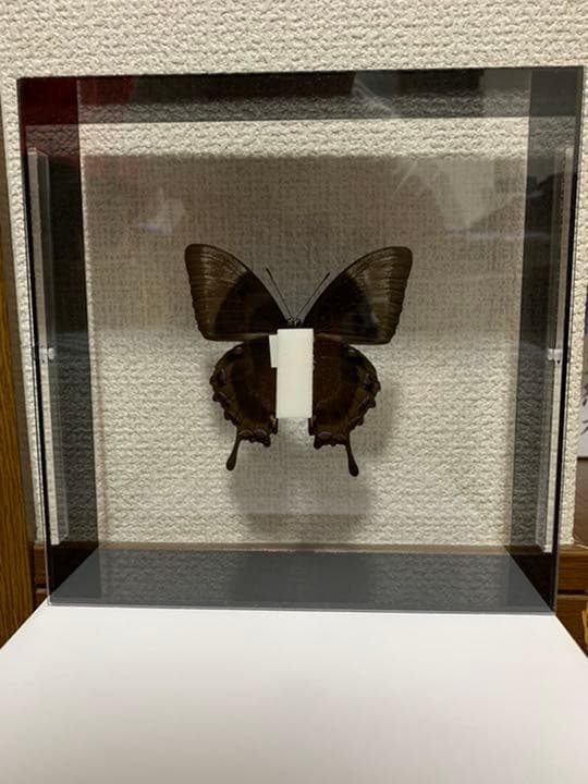 オオルリアゲハ♂ インドネシア・ワイゲオ島産 蝶 標本 昆虫