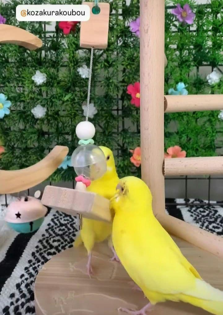 f34 吊り下げタイプのフォージングボール バードトイ インコ フォー