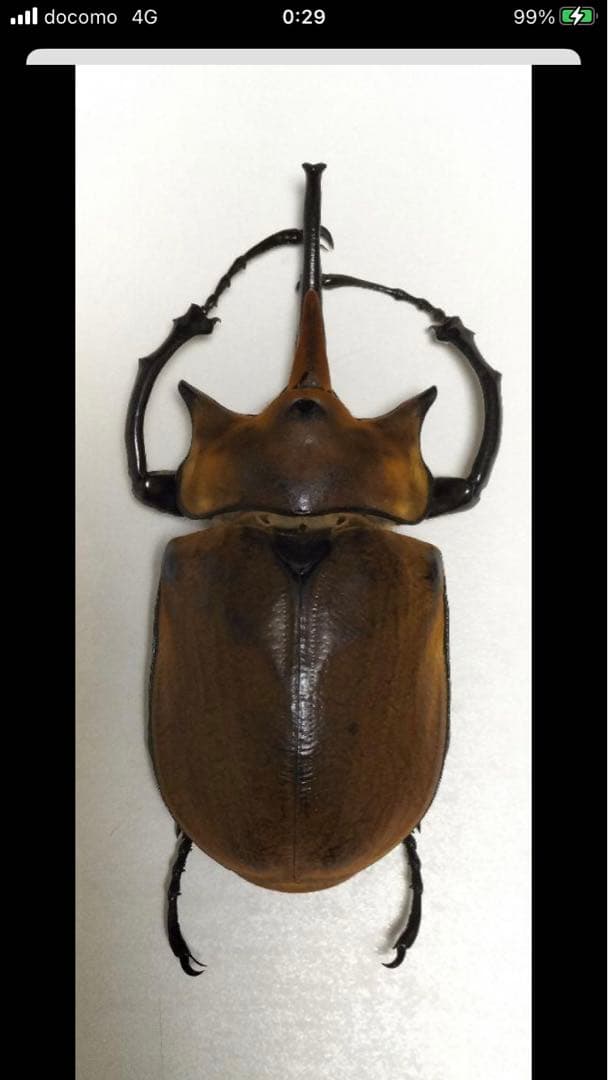 エレファスゾウカブト♂117mm 標本 エレファスゾウカブト 117mm 標本 <0824z昆虫標本> 昆虫標本