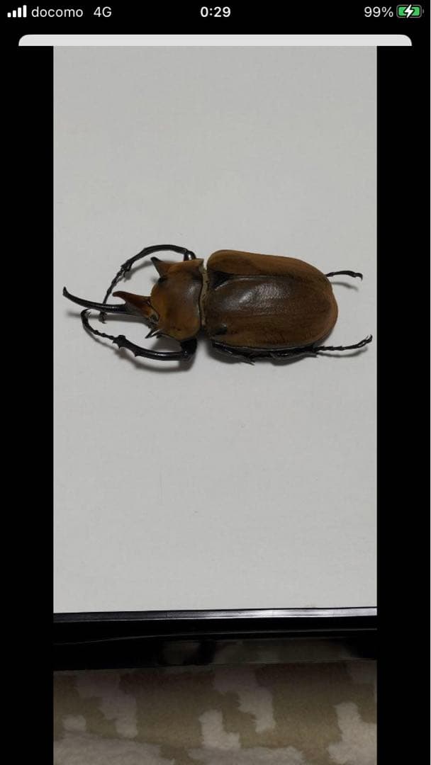 エレファスゾウカブト♂117mm 標本 エレファスゾウカブトの標本 写真