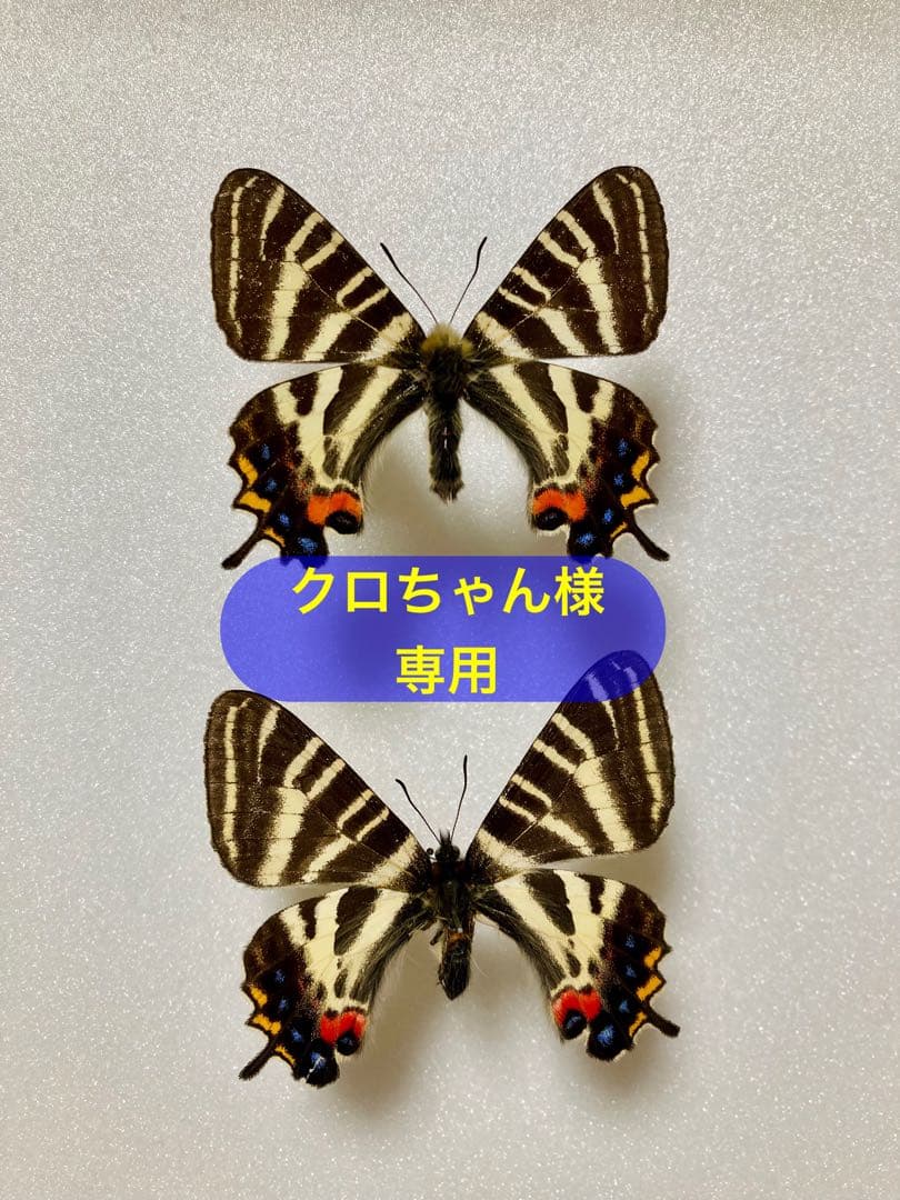 パナマ産オプティマプラチナコガネ