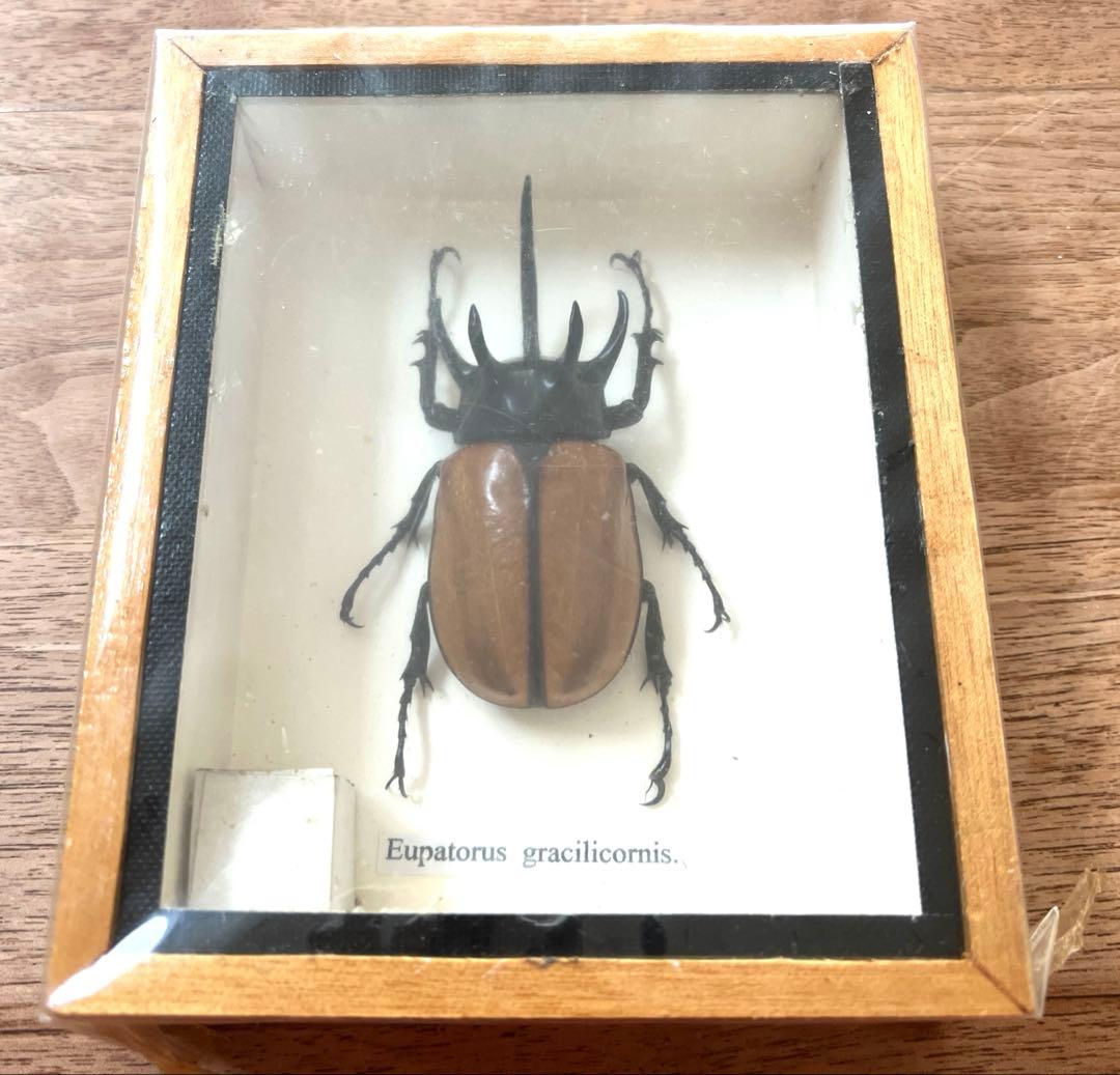 Eupatorus Graulomiris ゴホンツノカブトムシ　標本 ゴホンツノカブトムシ 標本 - メルカリ