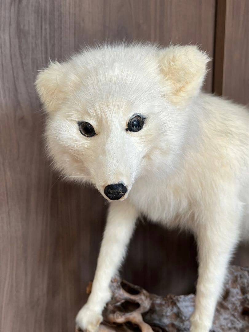 激レア 北極キツネ 白狐 剥製 はくせい 置物 - メルカリ